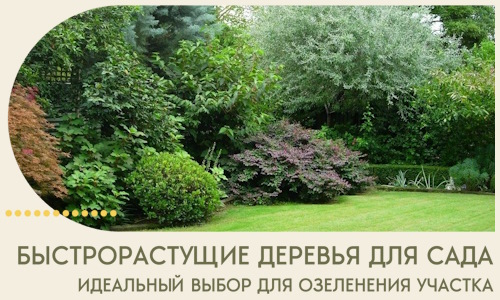 Быстрорастущие деревья для сада идеальный выбор в Сатке