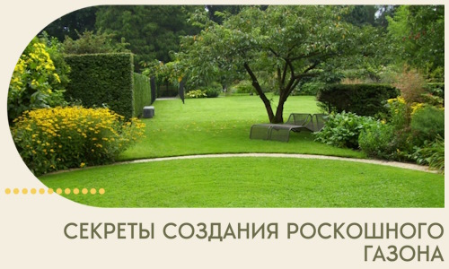 Секреты создания роскошного газона в Сатке